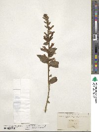 Lobelia puberula image