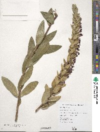 Lobelia polyphylla image