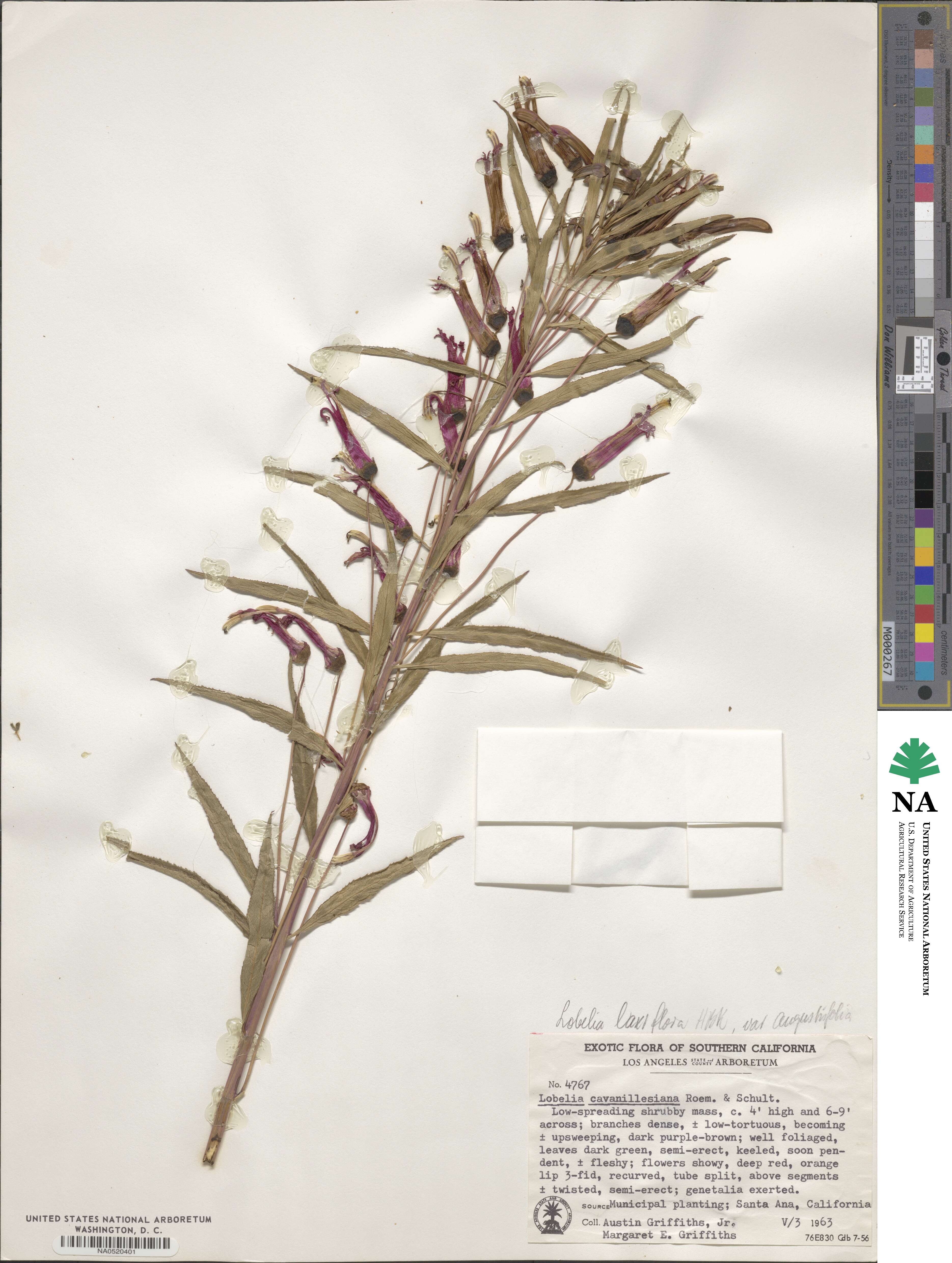 Lobelia laxiflora subsp. angustifolia image