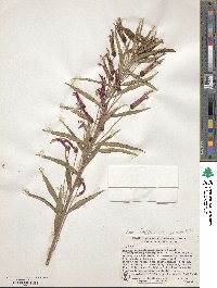 Lobelia laxiflora image