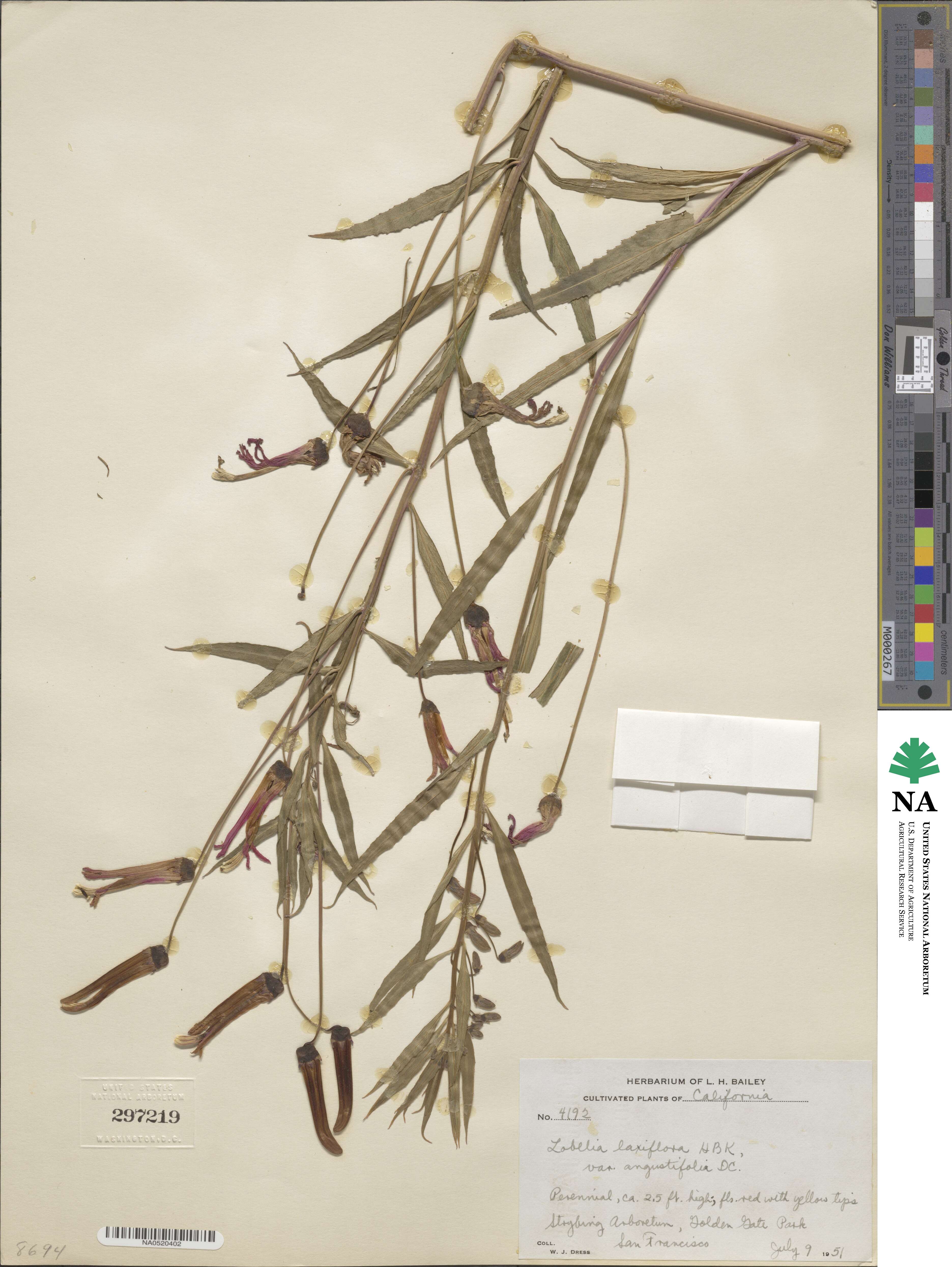 Lobelia laxiflora subsp. angustifolia image