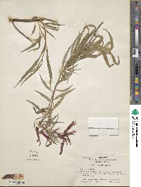 Lobelia laxiflora image