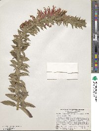 Lobelia laxiflora image