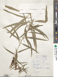 Lobelia laxiflora image