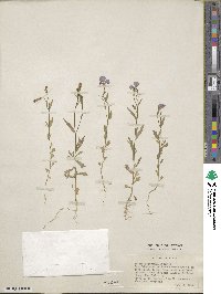 Lobelia heterophylla image