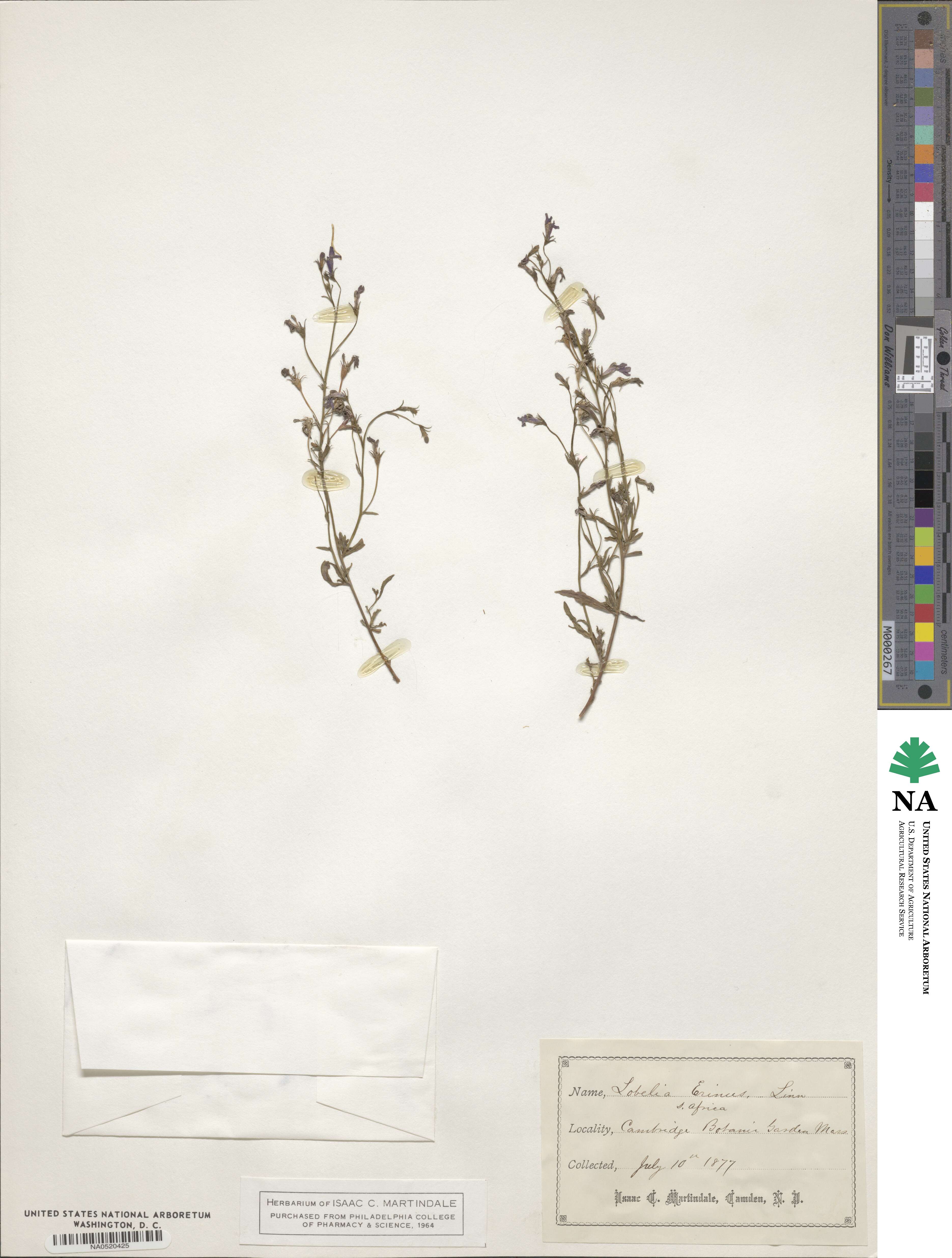 Lobelia erinus image