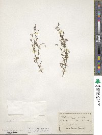 Lobelia erinus image