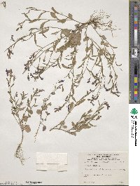 Lobelia erinus image