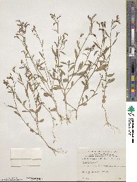 Lobelia erinus image