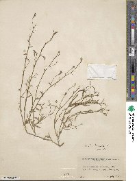 Lobelia erinus image