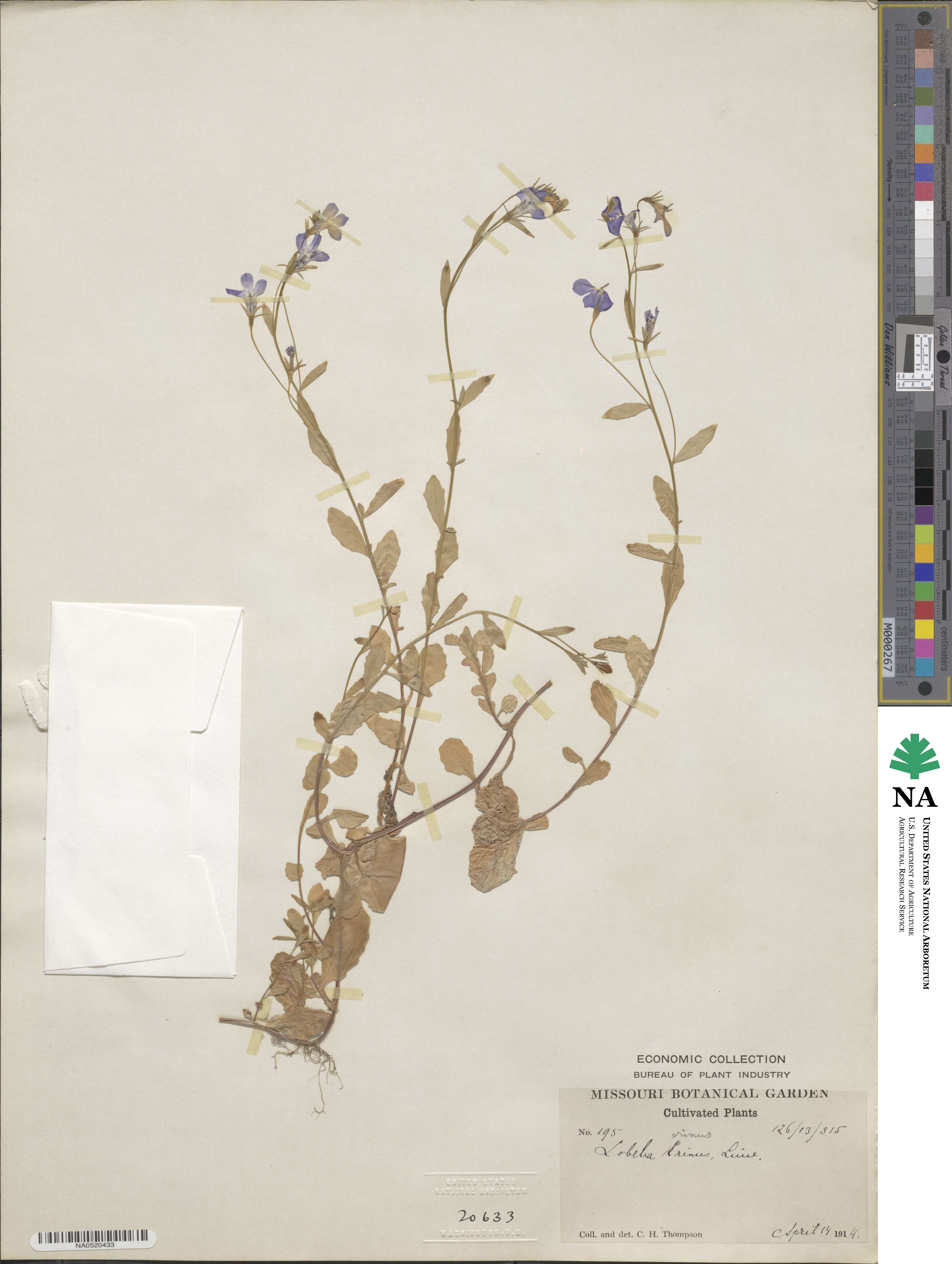 Lobelia erinus image