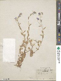 Lobelia erinus image