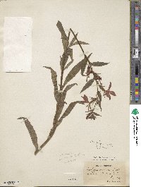 Lobelia cardinalis image