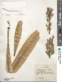 Lobelia boninensis image