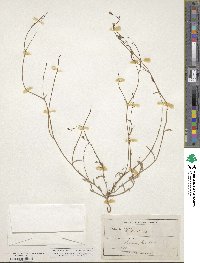 Wahlenbergia gracilis image