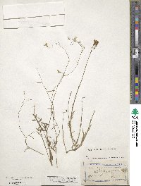 Wahlenbergia gracilis image