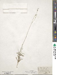 Wahlenbergia gracilis image