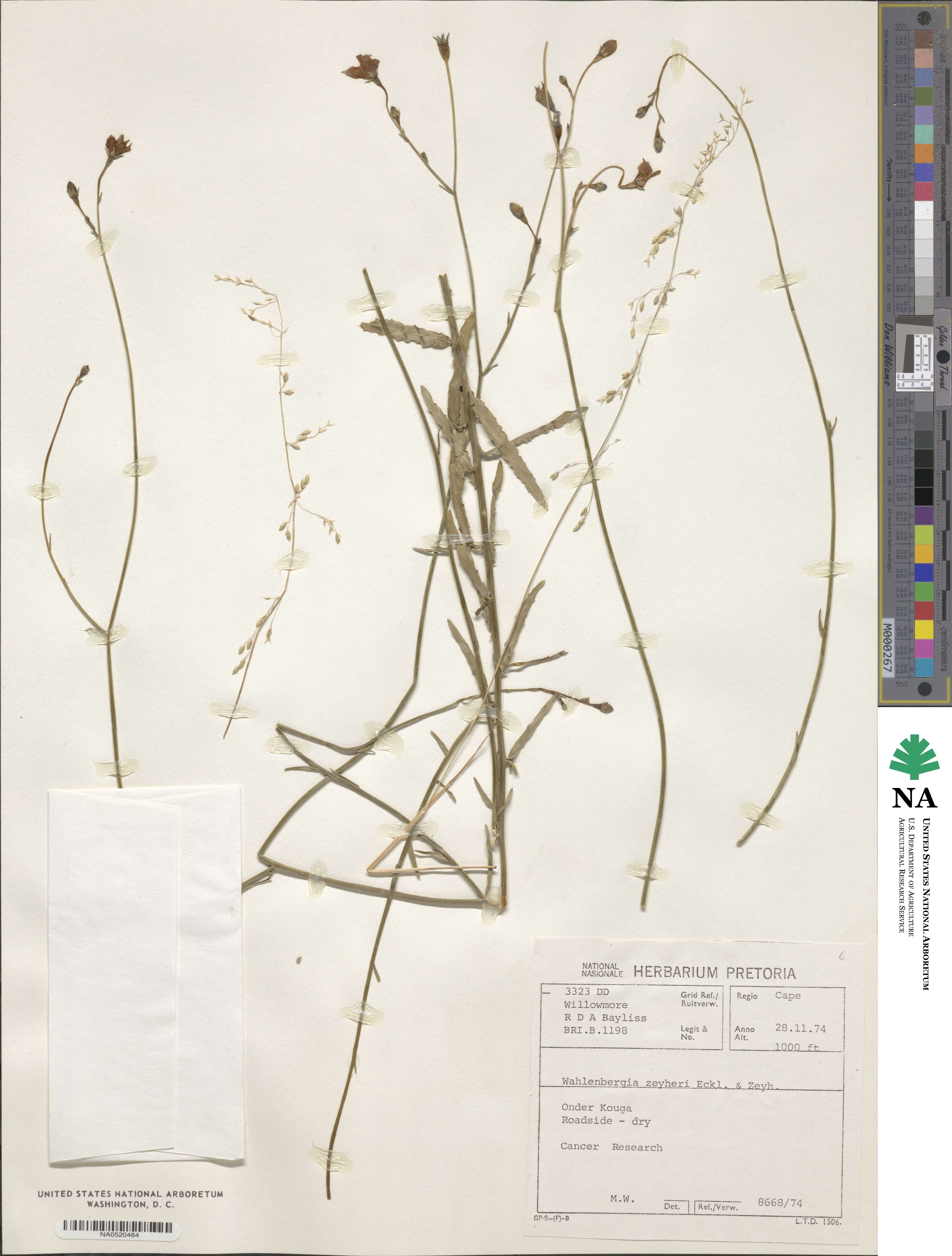 Wahlenbergia krebsii subsp. krebsii image