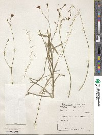 Wahlenbergia krebsii subsp. krebsii image