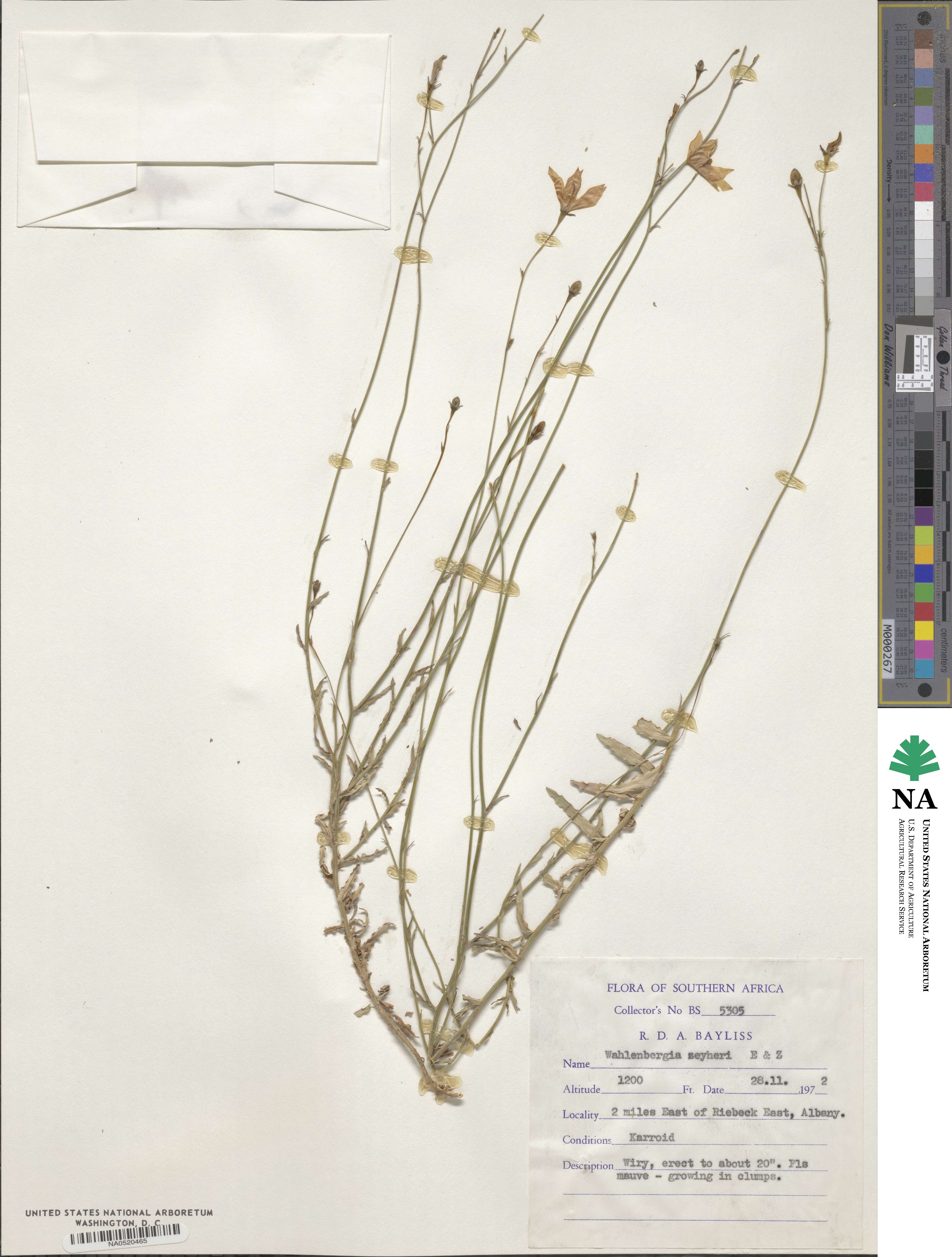 Wahlenbergia krebsii subsp. krebsii image