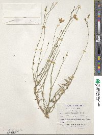 Wahlenbergia krebsii subsp. krebsii image