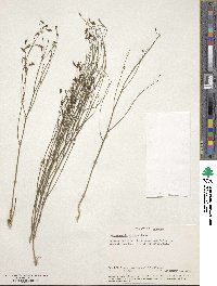 Image of Wahlenbergia virgata