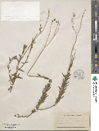 Image of Wahlenbergia undulata