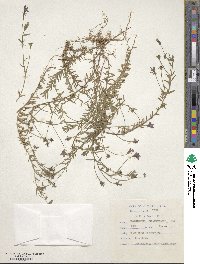 Image of Wahlenbergia stellarioides