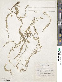 Image of Wahlenbergia procumbens