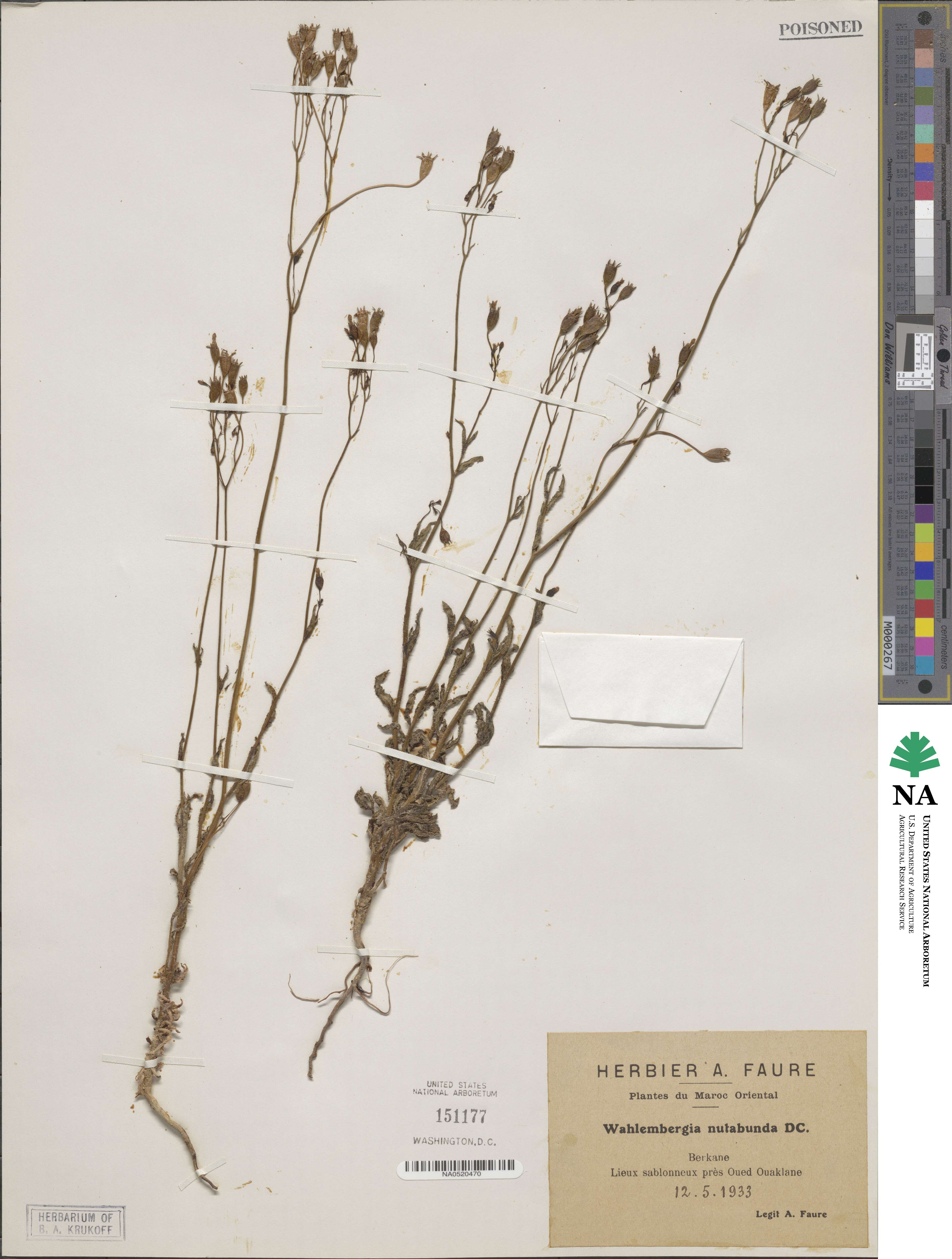 Wahlenbergia lobelioides image