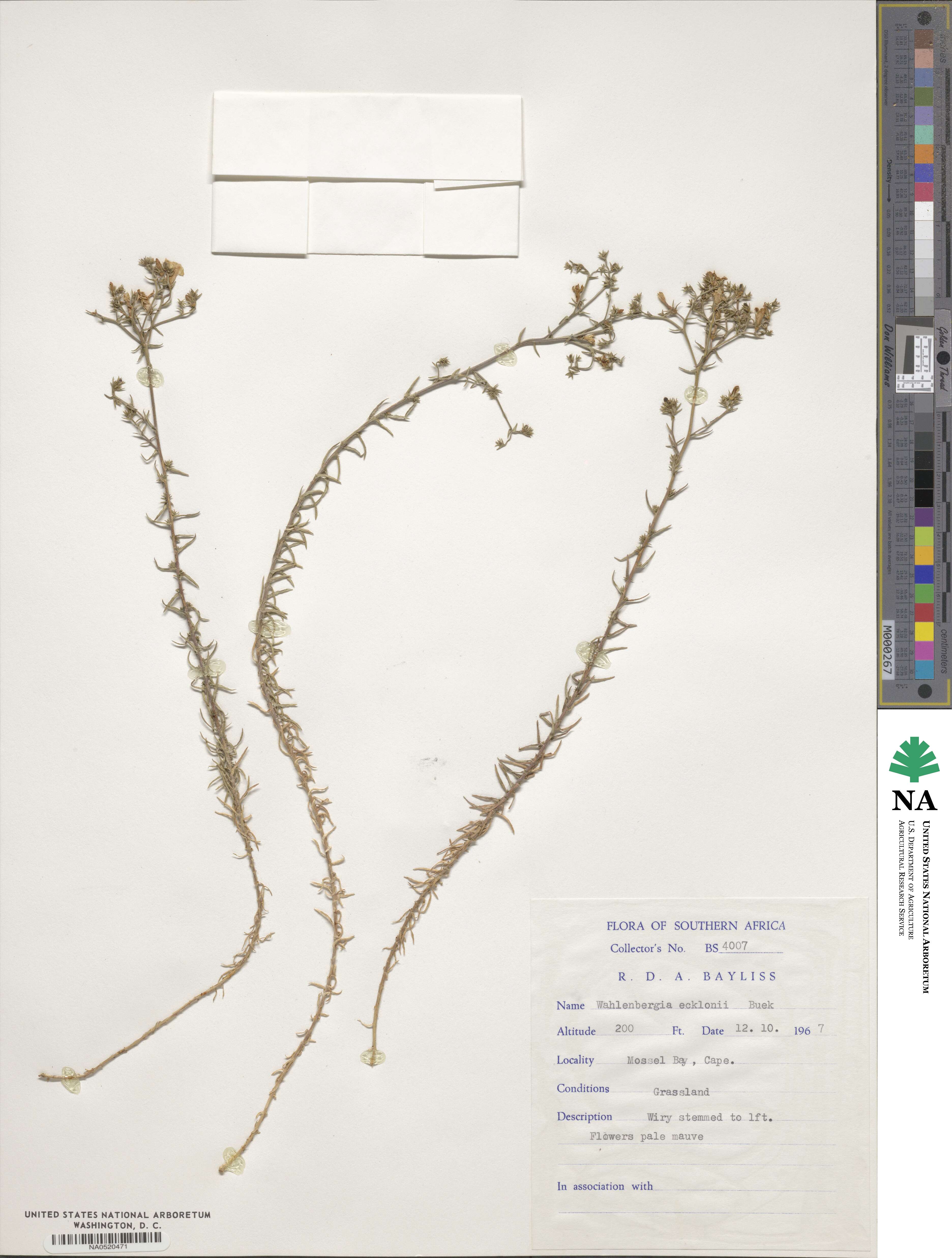 Wahlenbergia ecklonii image