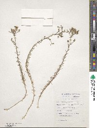 Image of Wahlenbergia ecklonii