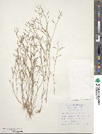 Image of Wahlenbergia androsacea