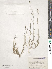 Wahlenbergia marginata image