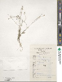 Wahlenbergia marginata image