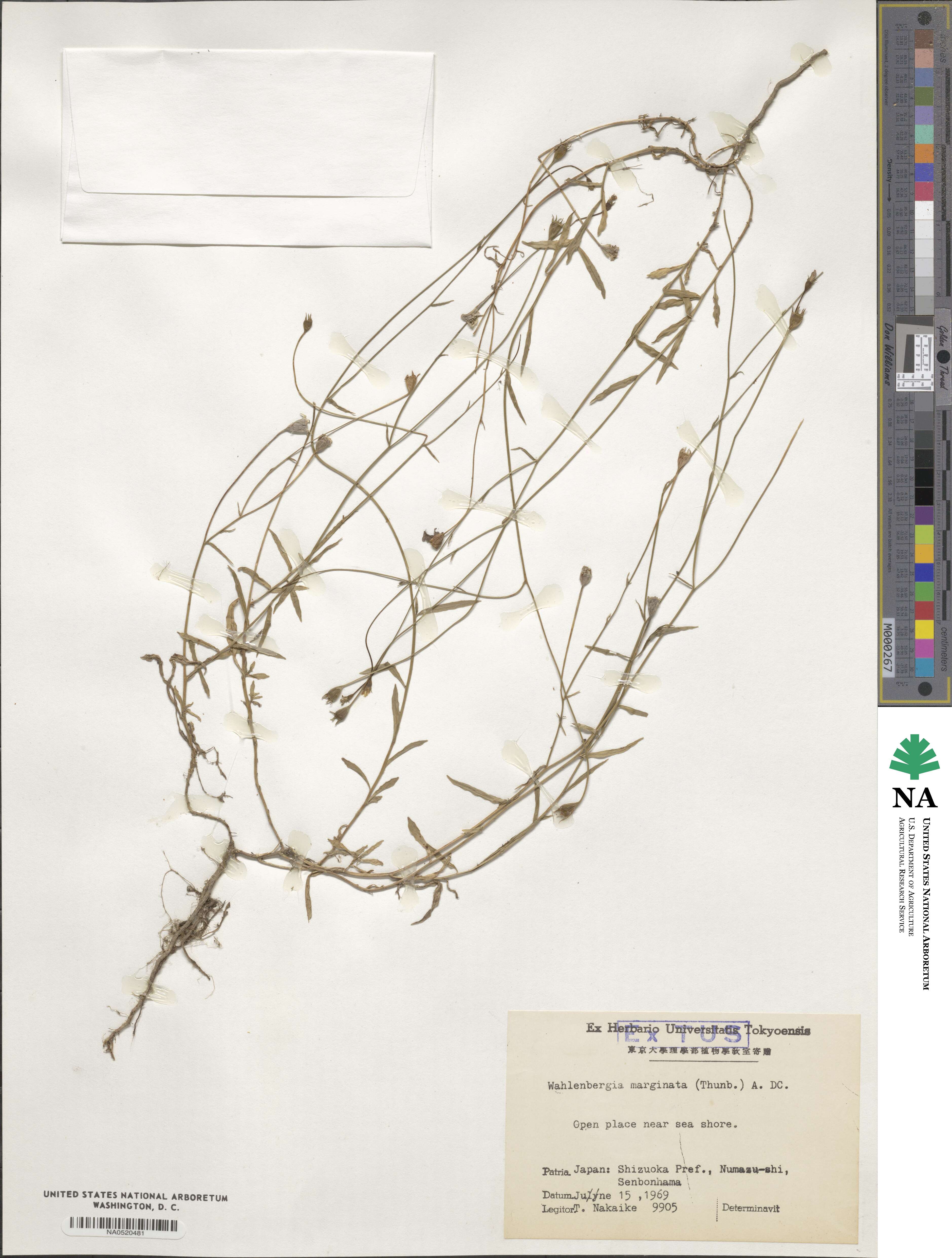Wahlenbergia marginata image