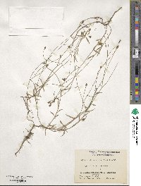 Wahlenbergia marginata image