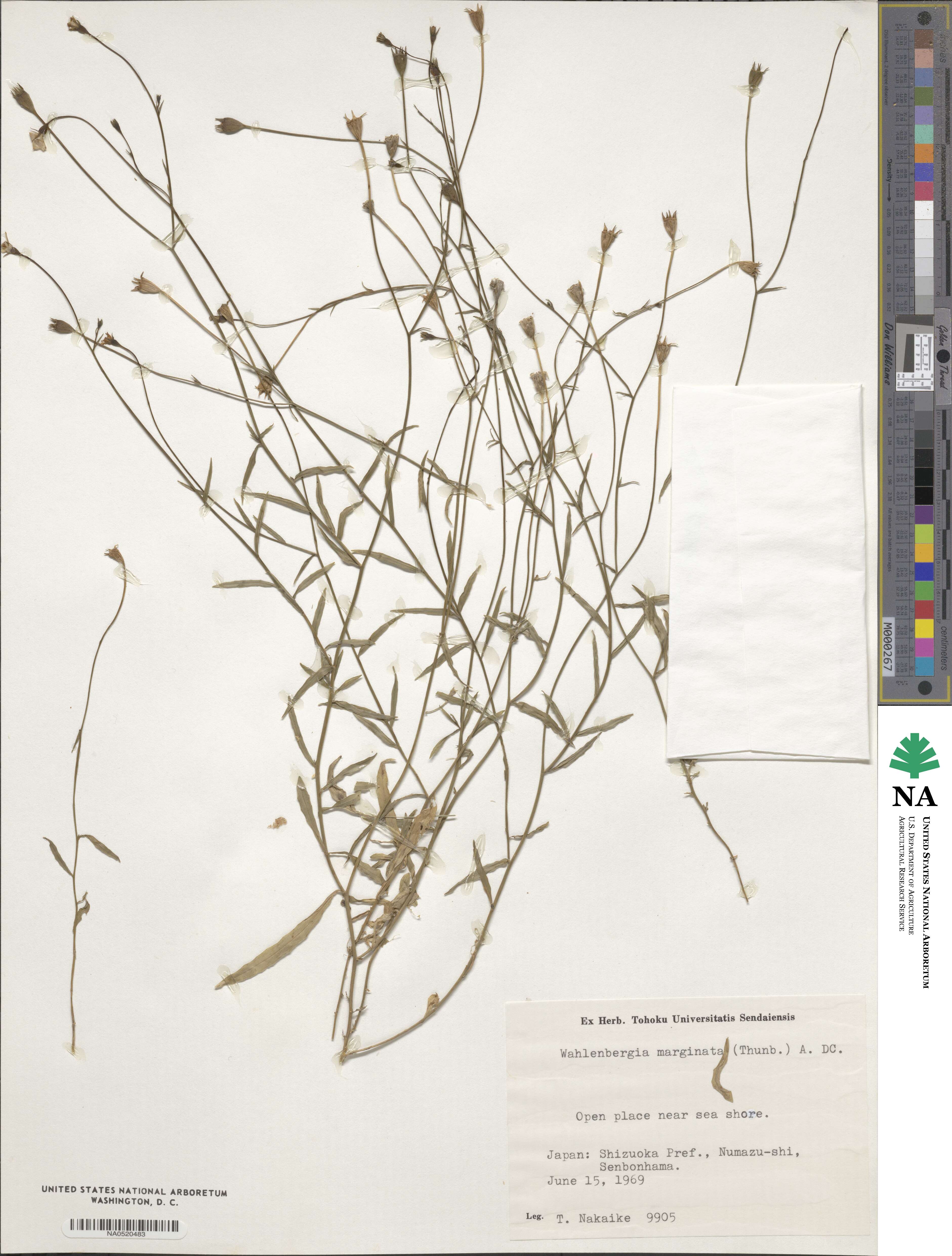 Wahlenbergia image