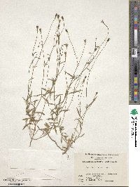 Wahlenbergia marginata image