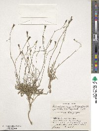 Wahlenbergia marginata image