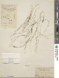 Wahlenbergia gracilis image