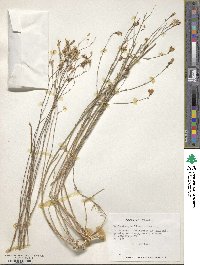 Wahlenbergia linarioides image