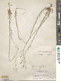 Wahlenbergia linarioides image