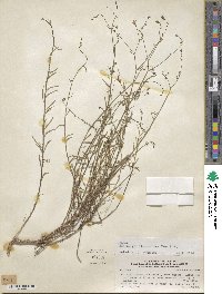 Wahlenbergia linarioides image