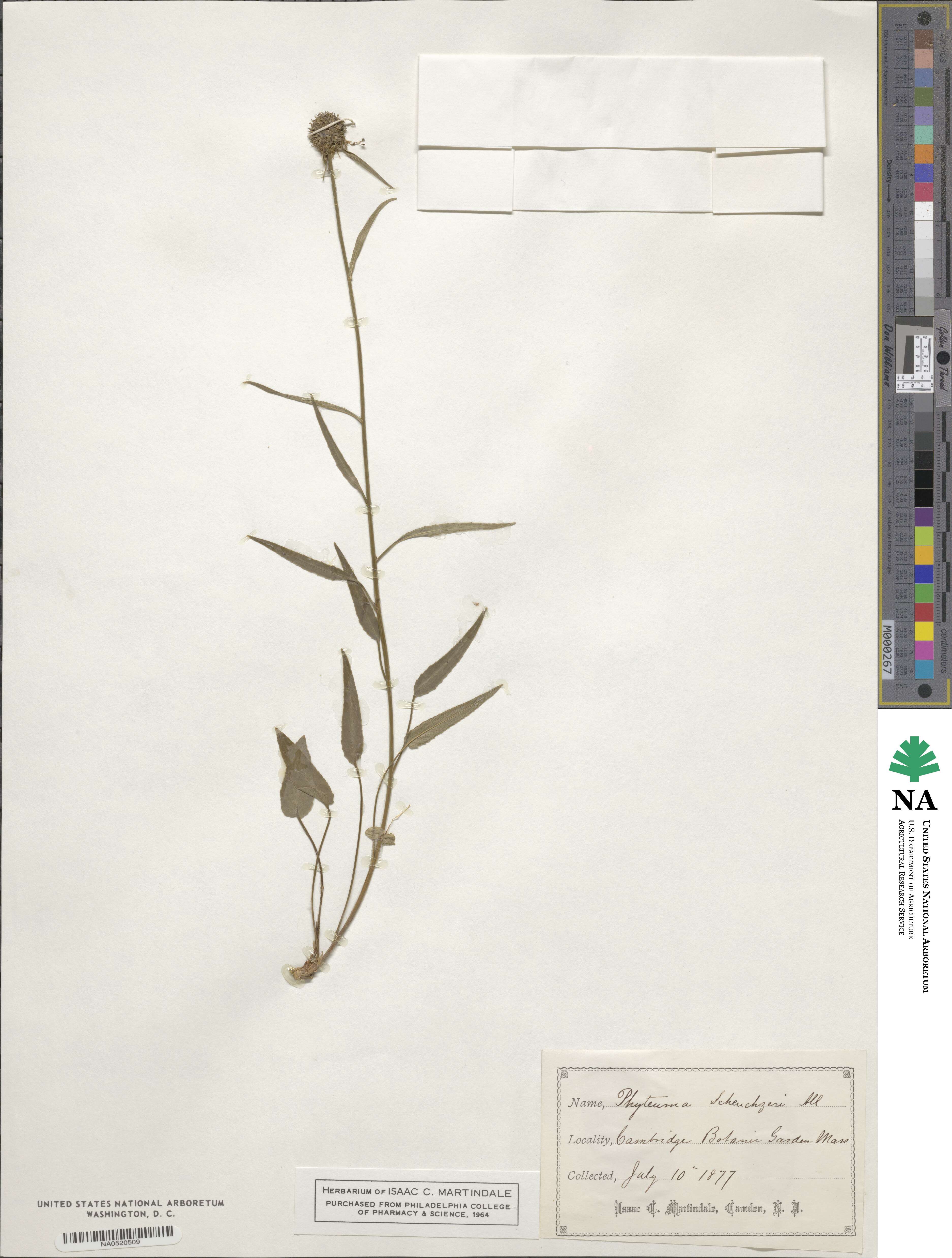 Phyteuma scheuchzeri image
