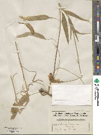 Image of Phyteuma persicifolium