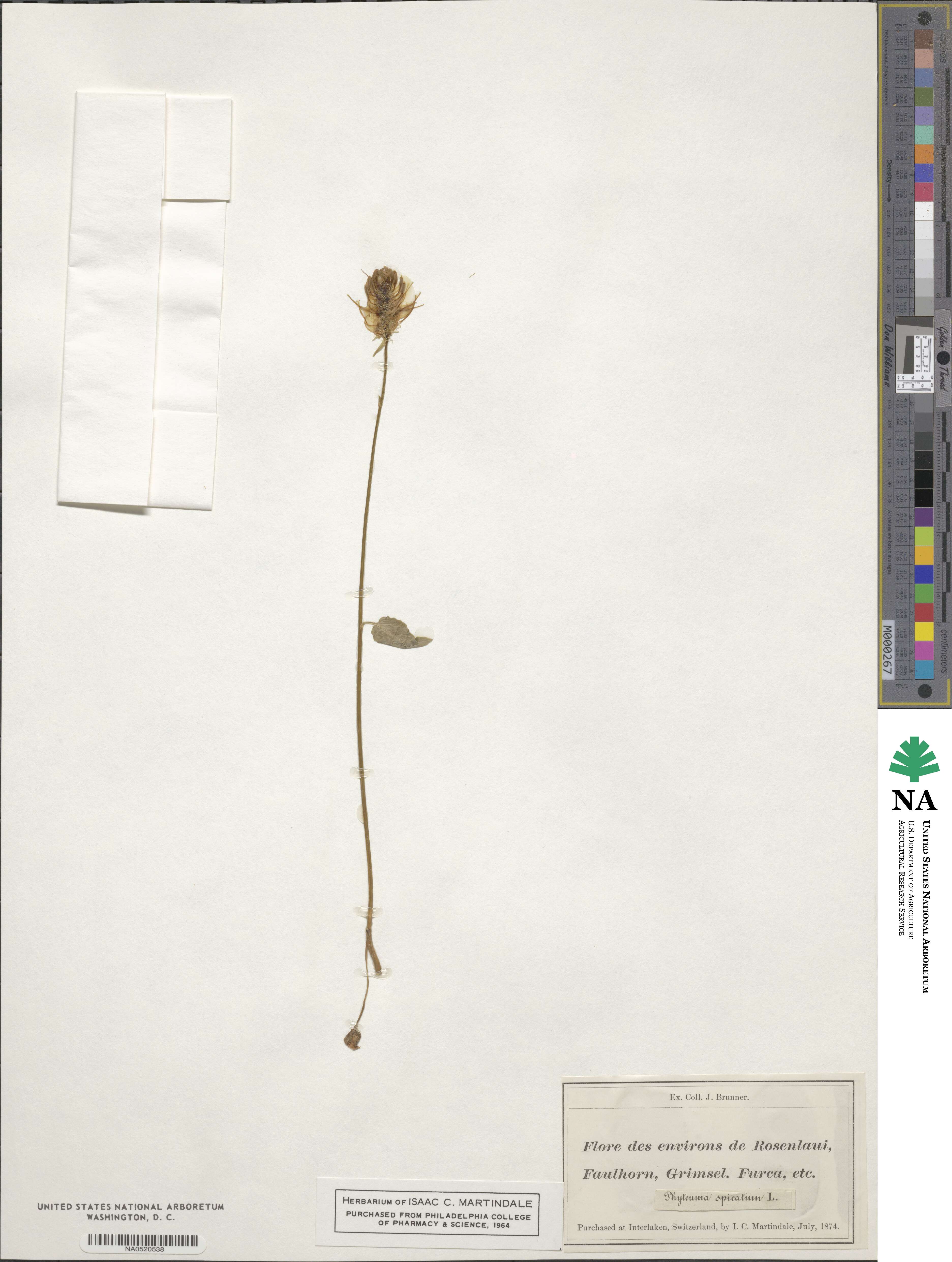 Phyteuma spicatum image
