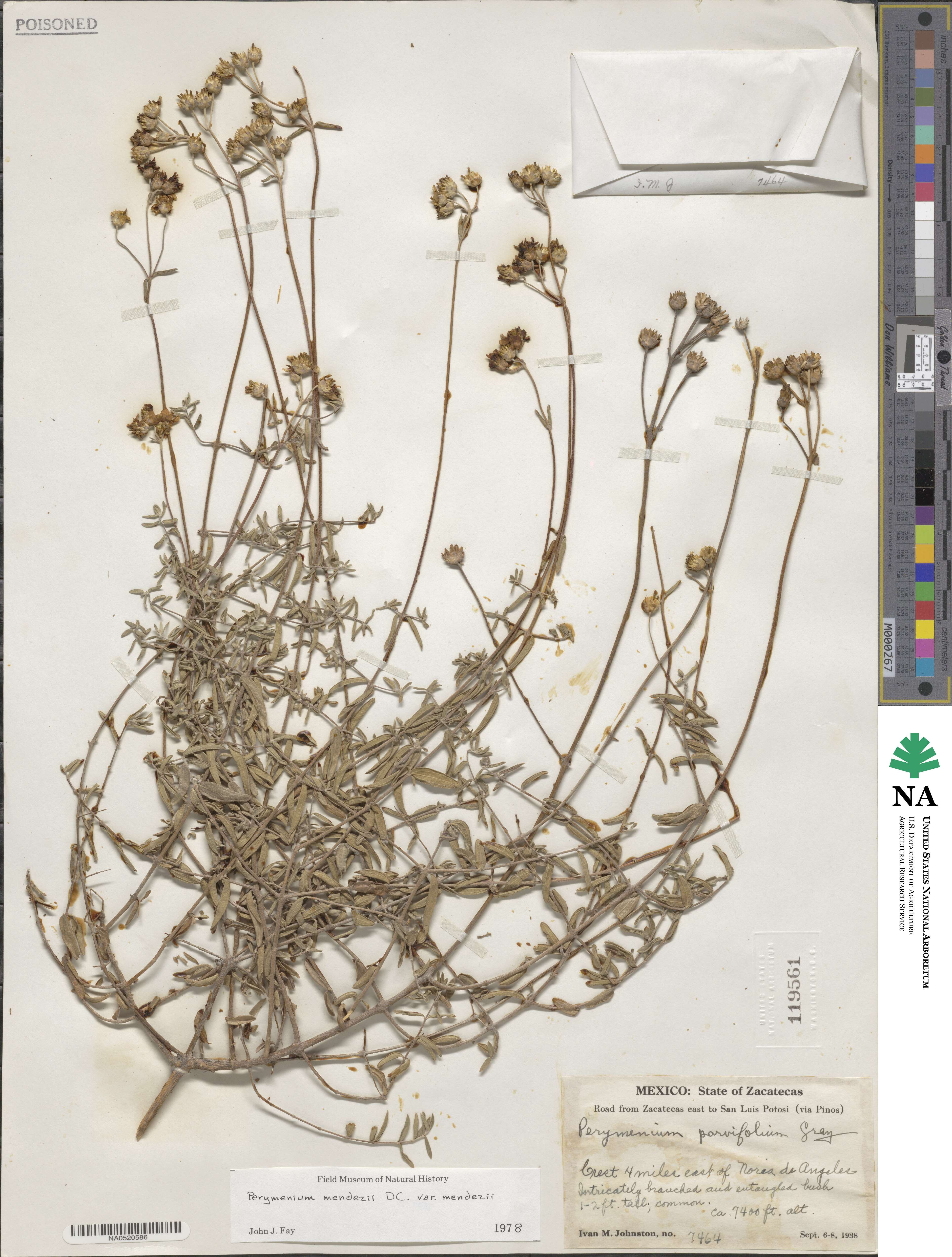 Perymenium mendezii image