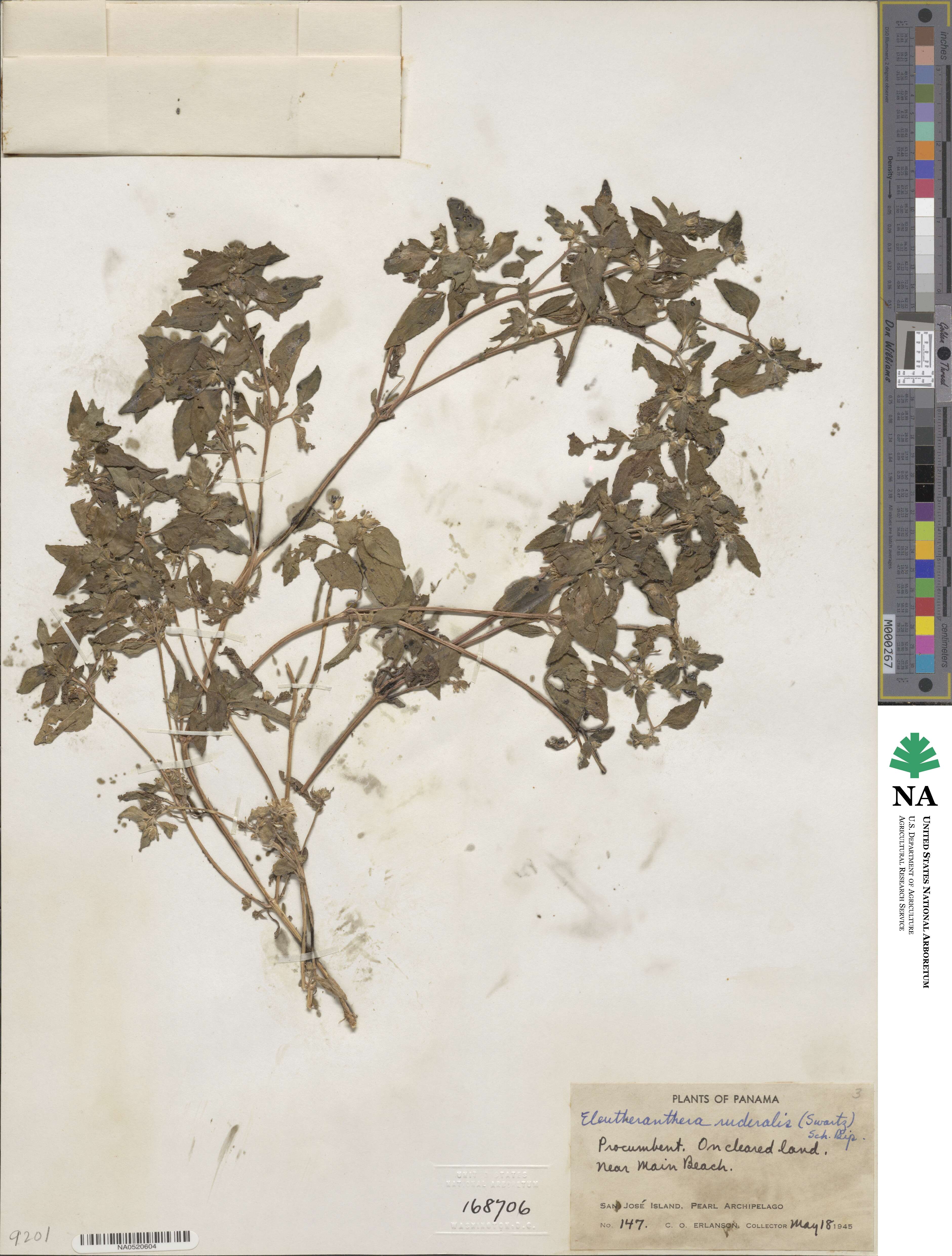 Eleutheranthera image