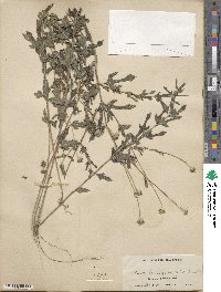 Melanthera parvifolia image